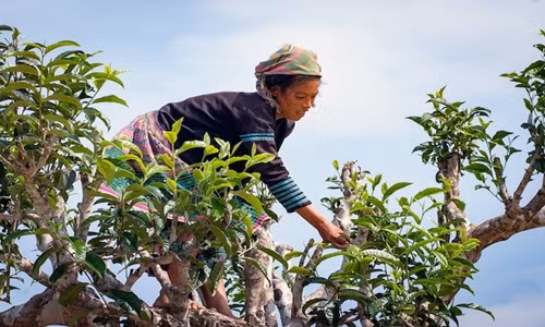 Che shan tuyet Cao Bo co gi dac biet khien nguoi Nhat tam tac?