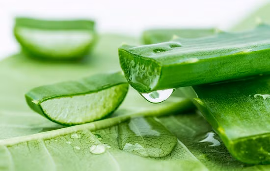 Không chỉ có nha đam tươi mà các loại kem có thành phần từ nha đam cũng có thể sử dụng để hỗ trợ điều trị bệnh sùi mào gà tại nhà. Ảnh: Songkhoe.