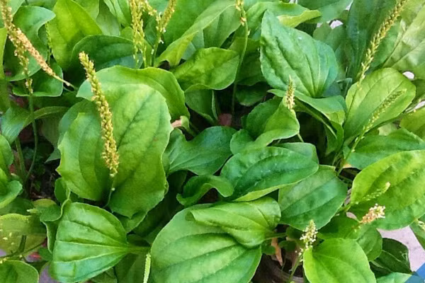 Bài thuốc trà mã đề cai thuốc lá được phát minh bởi tiến sĩ Antonin Seipin người Nga. Sau một thời gian dày công nghiên cứu đã được cộng đồng chia sẻ và ứng dụng thành công cho rất nhiều người. Ảnh: Thuốc nam dân tộc dao. 