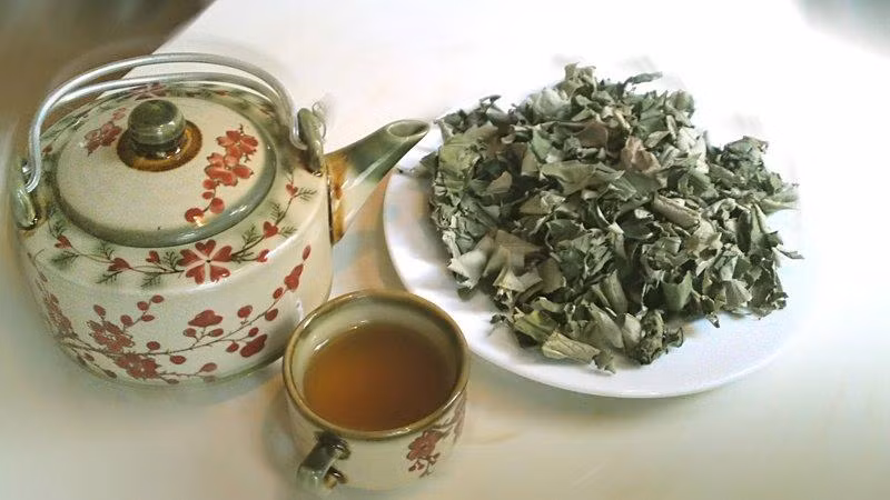 Cách làm: mỗi ngày dùng một nắm lá mã đề khô cho vào bình thủy tinh hoặc ấm tích, chế nước đun sôi hãm như các loại trà thông thường. Sau đó lấy nước mã đề uống thay nước bình thường. Ảnh: Trà giảm cân. 