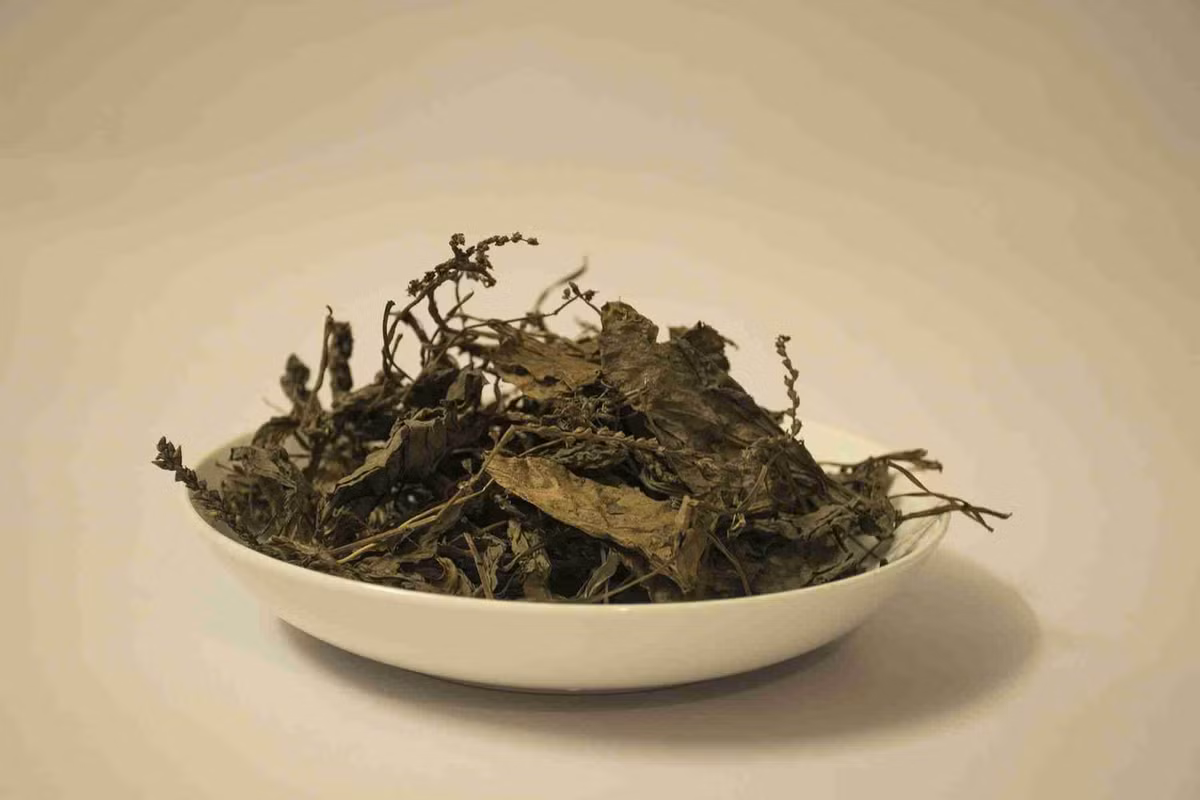 Lá mã đề rửa sạch, thái nhỏ đem phơi khô sau đó bảo quản dùng dần. Ảnh: Đặc sản làm quà.