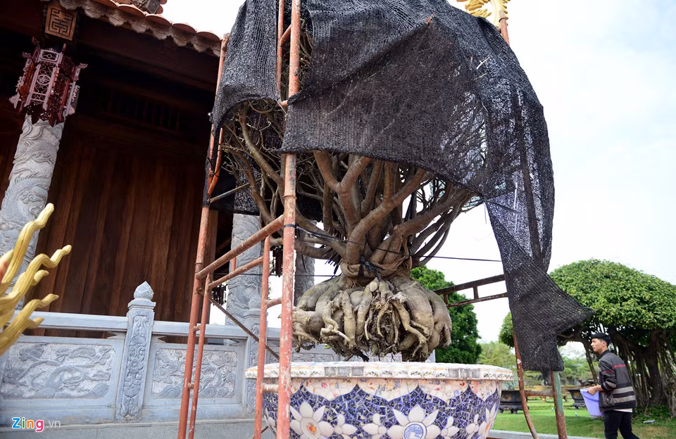 Danh hài Hoài Linh sở hữu nhiều cây cảnh có giá trị lên đến hàng tỷ đồng. Ảnh: Zing.