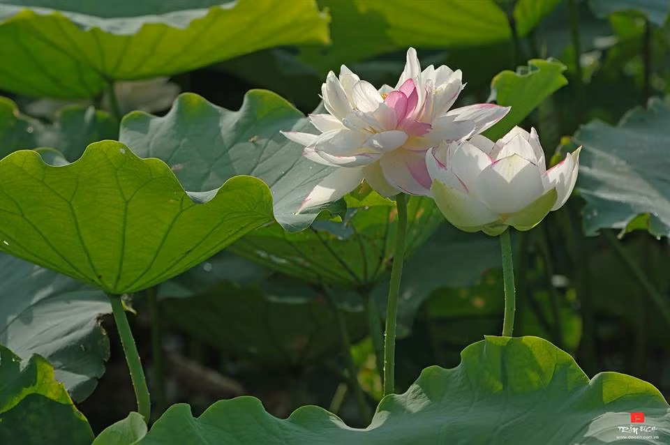 Sen trắng viền hồng. Ảnh: FB Kim Oanh Nguyễn Thị.