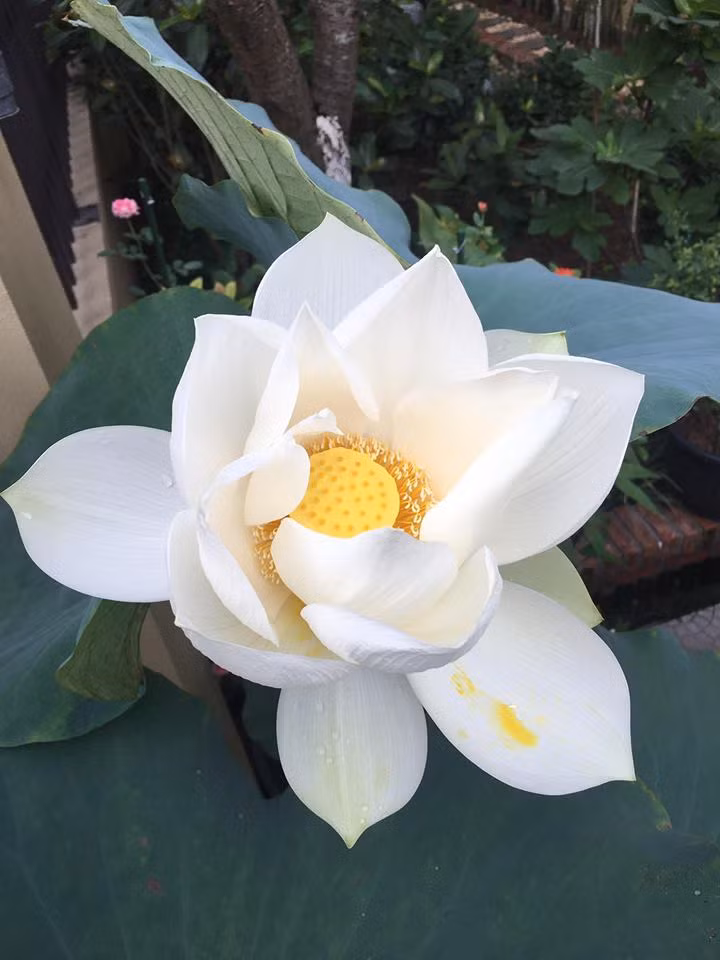 Sen cung đình trắng. Ảnh: FB Kim Oanh Nguyễn Thị.