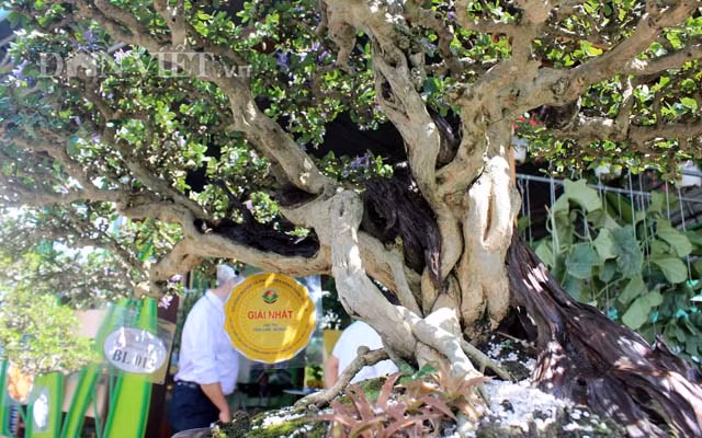 “Các lần trước, kiểng của tui…núp bóng nên không ai nhận ra”, nghệ sĩ Hoài Linh hài hước. Ảnh: Dân Việt.