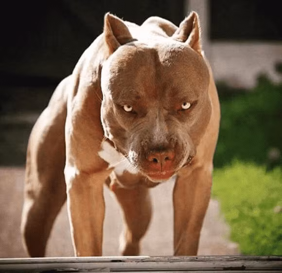 Cần xem xét việc có nên tiếp tục cho phép nuôi chó pitbull trong nhà hay không? là câu hỏi dư luận đặt ra. Thực tế, sau khi có những hệ lụy đáng tiếc do giống chó này gây ra, nhiều quốc gia đã ban bố lệnh cấm nuôi chó pitbull. (Ảnh minh họa) 