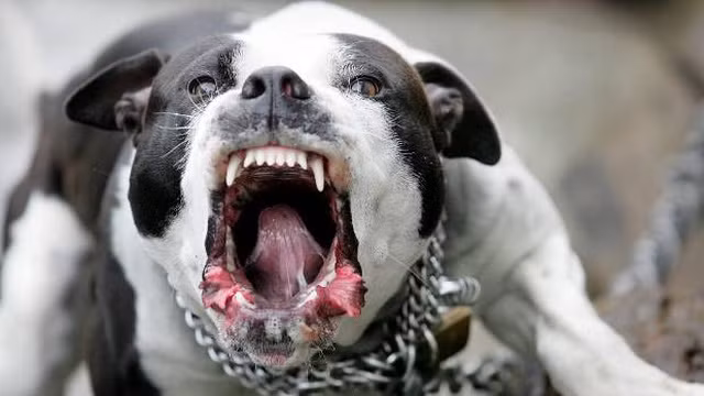 Điểm một số vụ việc trên để thấy hiểm họa đến từ chó hung hãn pitbull mà nhiều người vẫn gọi là “thú cưng” nuôi chiều trong nhà, thậm chí không rọ mõm khi cho ra đường. Pitbull là giống chó dữ, hiếu chiến, bền bỉ, gan lì, được mệnh danh là "sát thủ máu lạnh" hay còn được gọi là "chó chiến binh", "võ sĩ giác đấu". Giống chó này được nuôi ở nhiều quốc gia để trông giữ nhà, hay sử dụng trong những cuộc chọi chó. Tuy nhiên, việc nuôi chó dữ trong nhà đã mang lại nhiều tai họa. (Ảnh minh họa) 