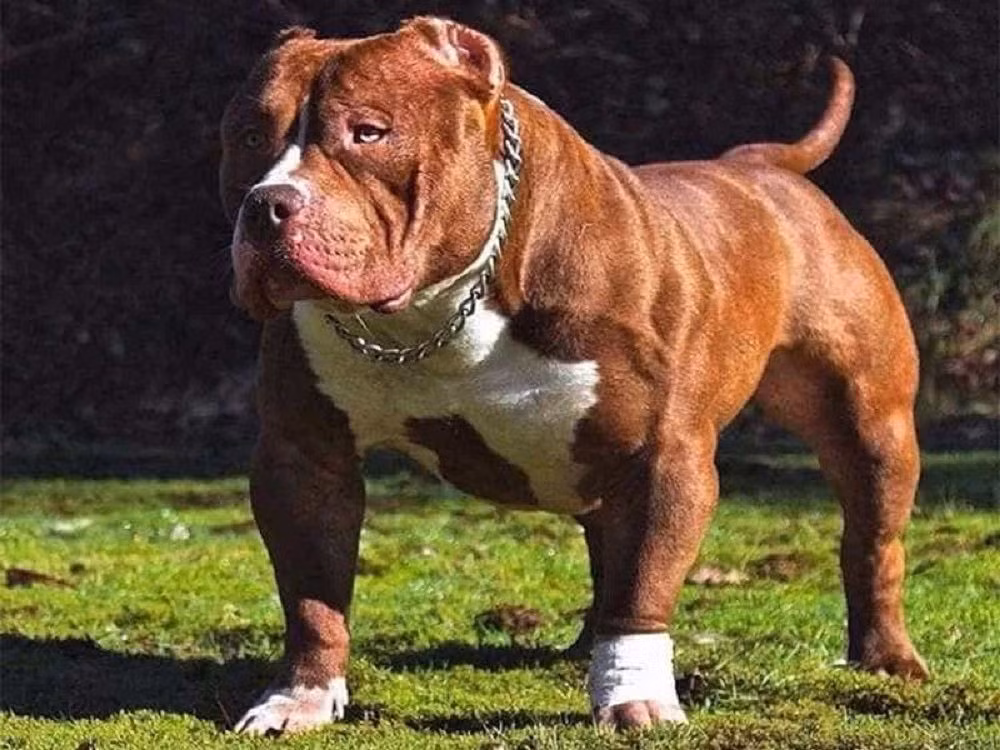  Đi dạo, người phụ nữ bị chó pitbull cắn nát tay. Tháng 1/2020, bà N.T.H. (80 tuổi, ở Quảng Nam) đang đi bộ trên một con đường thì bất ngờ bị con chó pitbull tuột xích hung tợn lao tới cắn xé khiến nạn nhân bị chấn thương nặng. Bệnh viện Đa khoa Vĩnh Đức chẩn đoán nạn nhân bị chấn thương phức tạp, gãy rời cẳng tay trái. (Ảnh minh họa)