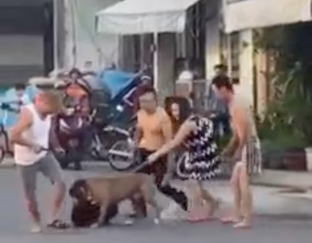 Thấy gì từ loạt vụ “chó cưng” pitbull cắn chết người? - Hình 2 Thay gi tu loat vu “cho cung” pitbull can chet nguoi?-Hinh-2