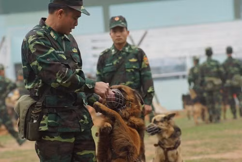 Nhiều bài võ đã được Bộ đội Biên phòng đưa vào luyện tập, huấn luyện nhằm nâng cao thể lực, mang lại hiệu quả cao trong khi trấn áp các loại tội phạm và chiến đấu với kẻ địch. Đó là các bài võ sử dụng côn nhị khúc; đại đao, song côn; đánh phân thế chiến thuật; dao găm; trường côn; võ thể dục… Ảnh: TienPhong.