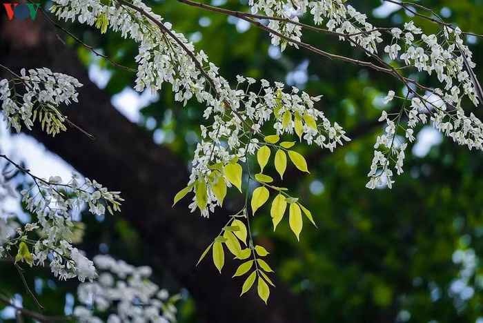 Sưa chỉ nở hoa đầu cành, phía dưới thì thân gầy và khô. Hoa như mây, như bông tuyết đậu lại.
