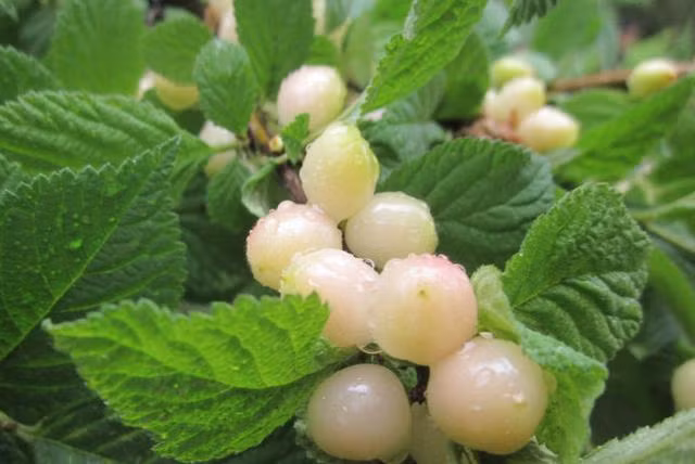 Chắc hẳn ai cũng biết và đã từng ăn quả anh đào (cherry). Đây là loại quả có màu đỏ như mã não, rất đẹp, vị chua ngọt, ăn rất ngon, có thể nói là vừa đẹp mắt lại vừa ngon miệng. Thế nhưng bạn đã bao giờ nghe đến quả anh đào bạch ngọc hay chưa?