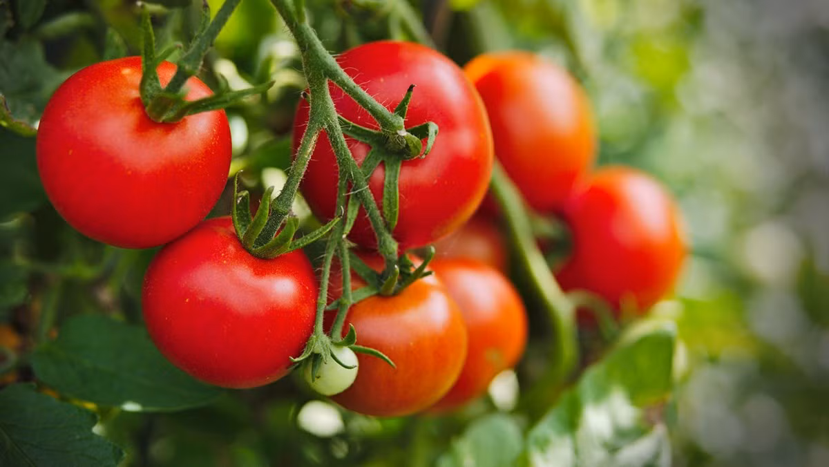 Hai loại thực phẩm này đều có tính hàn, ăn cùng nhau có thể gây ra hiện tượng tiêu chảy. Thậm chí nhiều ăn nhiều còn có thể gây cảm lạnh và quan trọng nhất là kích hoạt tế bào ung thư trong cơ thể hoạt động.