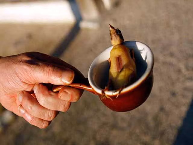 Tại Pháp, chim họa mi được săn lùng để làm món Ambelopoulia hay còn gọi là họa mi nướng. Đây là một món ăn xa xỉ chỉ dành cho giới quý tộc và những kẻ lắm tiền nhiều của.