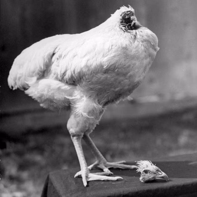 Năm 1945, một con gà trống có tên Mike đã xác lập kỷ lục khó tin khi sống sót trong 18 tháng sau khi bị mất đầu.