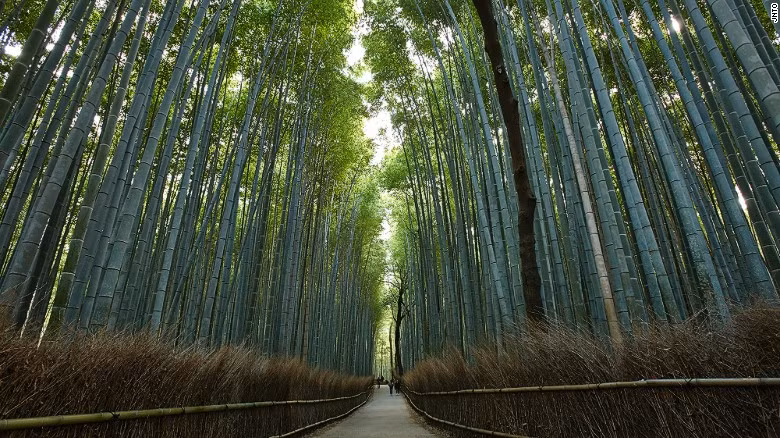 Rừng tre Sagano tuyệt đẹp ở Arashiyama, cố đô Kyoto.