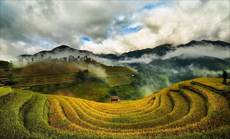 Tuyet dep bo anh Tay Bac mua lua chin ruc ro sac vang-Hinh-2