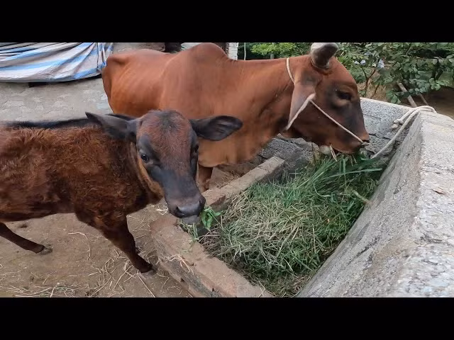 Nguyên nhân giết người để cướp tài sản được loại trừ vì gia cảnh bà G. rất khó khăn. Theo lời hàng xóm, bà G. sống hòa nhã, chẳng gây thù oán, mâu thuẫn với ai. Những thông tin này cũng giúp công an loại ra khỏi vòng nghi vấn về động cơ "thù tức, mâu thuẫn cá nhân" của vụ án. Thời điểm này, quá trình khám nghiệm hoàn tất, các điều tra viên được thông báo nạn nhân G. có dấu hiệu bị xâm hại tình dục. Khi nghe tới đây, nhiều điều tra viên giật mình, tuy vậy đây cũng chính là lời giải cho việc vì sao bà G. bị sát hại. (Ảnh minh họa, nguồn internet) 