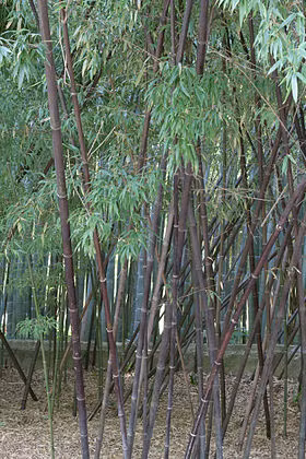 Măng trúc đen chỉ phát triển tập trung vào tháng 2 và tháng 3 âm lịch. Ảnh: wikimedia.