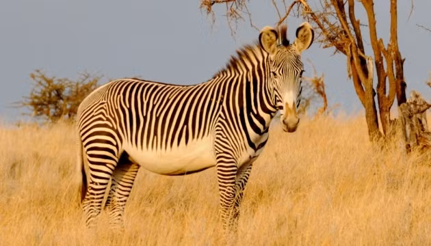 Không chỉ được đánh giá là loài ngựa đẹp nhất thế giới, ngựa vằn Grevy là loài ngựa chạy nhanh nhất với tốc độ 64km/h. Ảnh: nhandan.