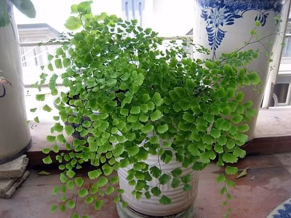 Do đó, bạn có thể trồng cây tóc thần vệ nữ để làm sạch không khí hay giúp ngủ ngon giấc nếu bạn đặt trong phòng ngủ của mình. Ảnh: muabancaytrong.