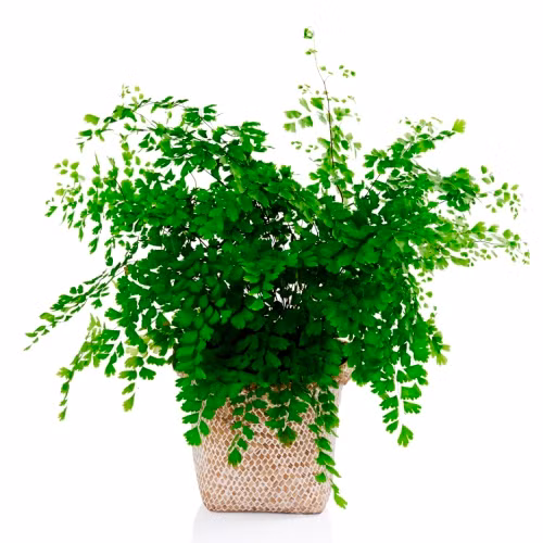 Cây tóc thần vệ nữ có thể được trồng làm cảnh ở hòn nam bộ, trồng trong chậu hay cắt lá cắm lọ với các hoa khác. Ảnh: hoatranhvn.