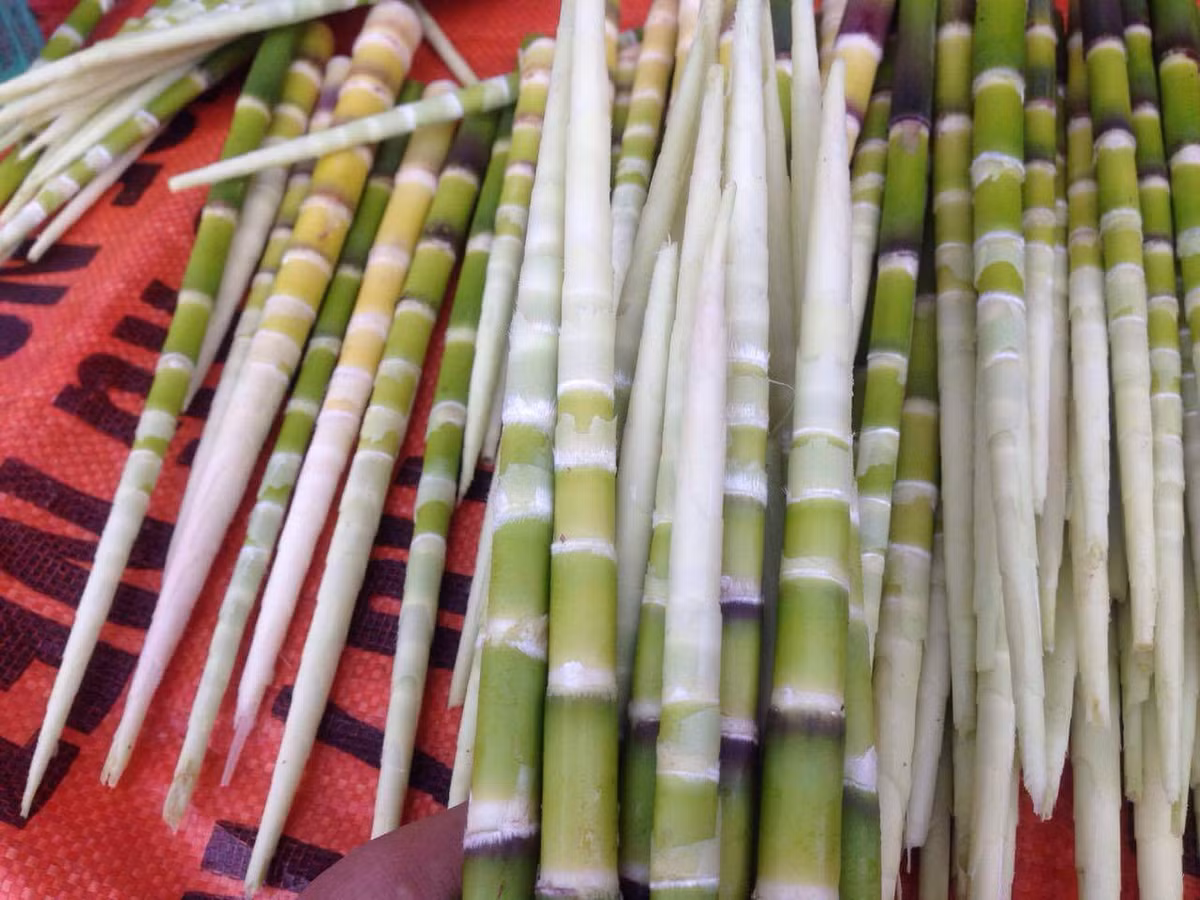 Măng sặt có nhiều cách chế biến như: xào, hầm, kho, luộc, nấu canh, ngâm giấm…đều rất ngon. Ảnh: vina9.