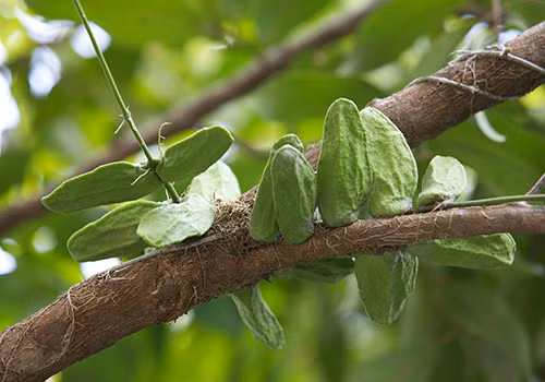 Dây mỏ quạ thường mọc vào đầu mùa mưa (tháng 4 - 9 âm lịch), ra hoa vào khoảng tháng 9 âm lịch. Ảnh: agarwood.