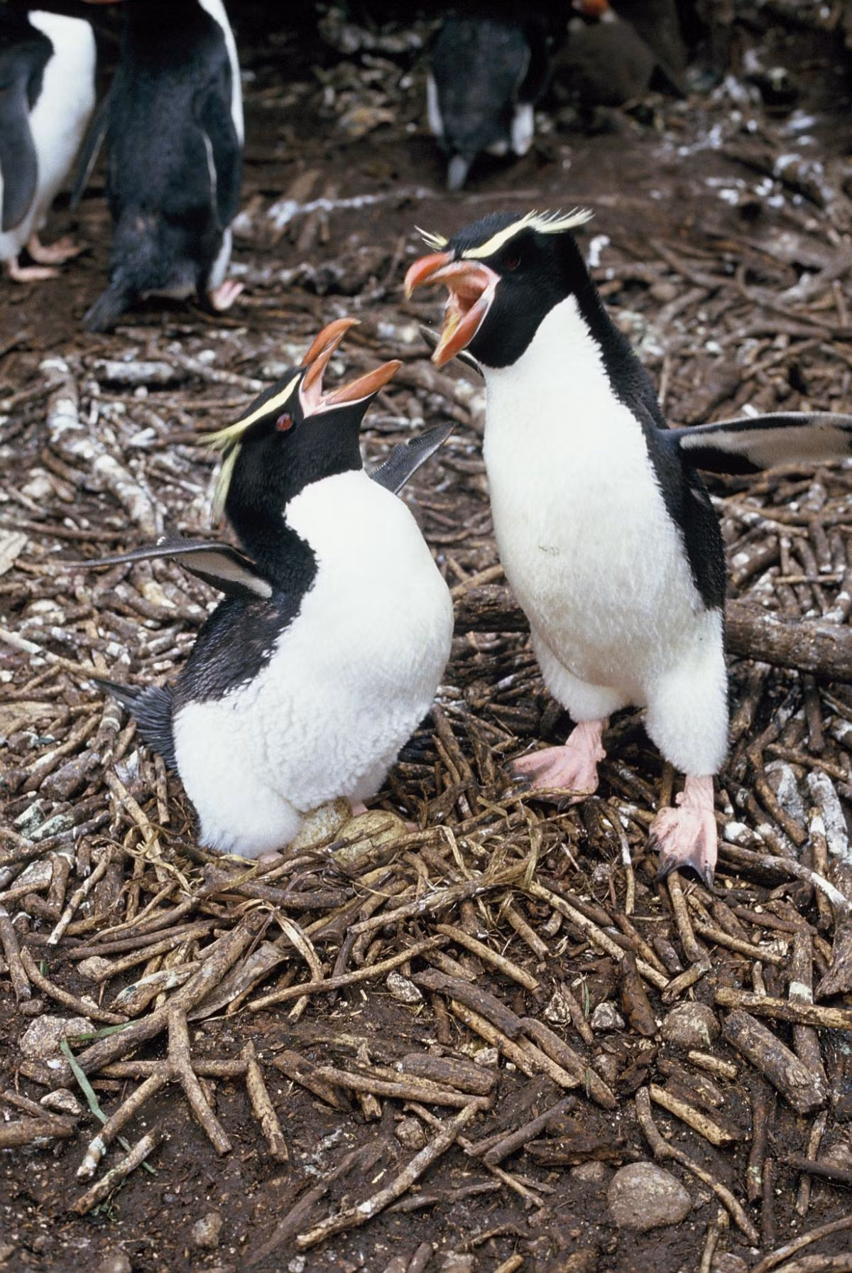 Chim cánh cụt Rockhopper có thể ở ngoài biển trong nhiều ngày khi đi săn. Và chúng có thể lặn sâu tới 100m trong vài phút mỗi khi tìm kiếm con mồi. Ảnh: nzbirdsonline.