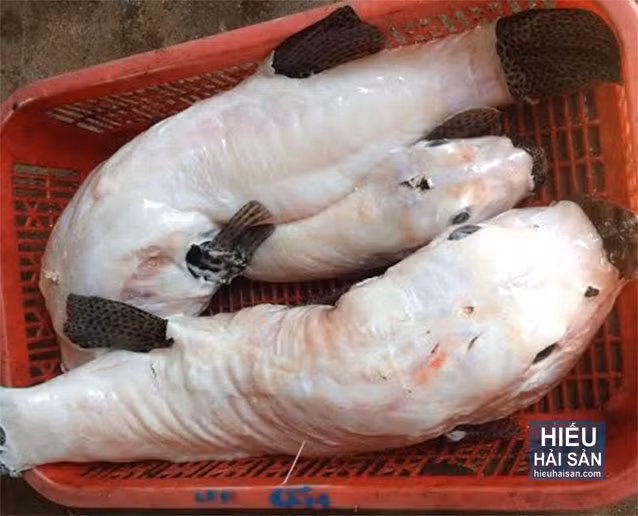 Cá mặt thỏ có phần đầu rất lớn, óc cá rất to. Phần đuôi lại khá giống cá mú bông (về hình dạng và có đốm đen), nhưng phần thịt lại hấp dẫn gấp nhiều lần so với cá mú. Ảnh: hieuhaisan.