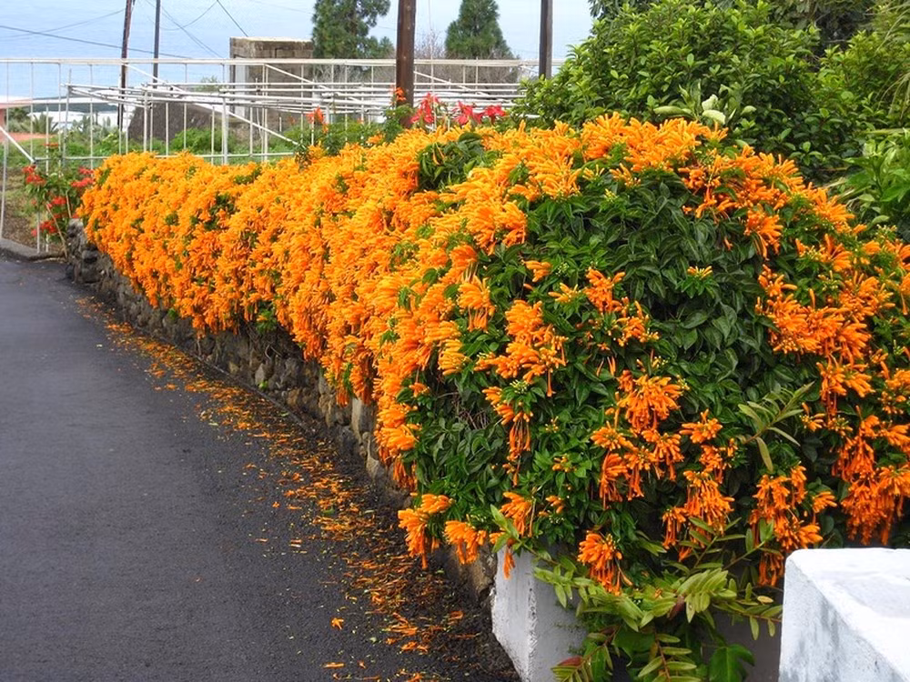 Theo quan niệm của người Việt, cây chùm ớt còn tượng trưng cho sự thành công và may mắt, giúp cho tinh thần của người trồng luôn được lạc quan và vui vẻ. Ảnh: canhquanthanhpho.