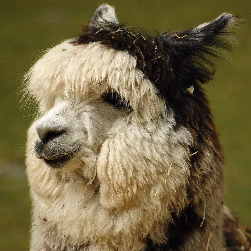 Lạc đà Alpacas còn sở hữu mái tóc như lãng tử và còn biết tạo dáng trước máy ảnh. Ảnh: wikipedia.
