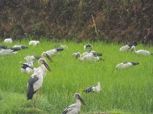Tại Việt Nam, cò nhạn chỉ xuất hiện ở một vài nơi như miền Tây Nam bộ và Tây Ninh với số lượng không nhiều. Ảnh: baodienbienphu.