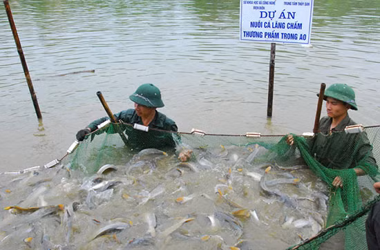 Tuy nhiên, hiện nay bắt đầu có nhiều dự án nuôi cá lăng chấm thương phẩm trong áo. Cá lăng chấm là một loài cá rất hung dữ. Đổi lại, thịt của chúng lại rất thơm ngon, thuộc hàng đặc sản hàng đầu của miền Bắc. Ảnh: pinimg.