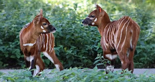 Linh dương Bongo hiện đang được xếp vào nhóm sắp bị đe dọa trong Sách Đỏ IUCN, với số lượng cá thể đang trên đà suy giảm là 30.000. Ảnh: khoahoc.