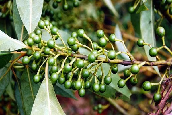 Ở Việt Nam, cây long não mọc hoang ở khu vực rừng núi phía Bắc như Lạng Sơn, ngoài ra cũng được trồng làm cây cảnh và bóng mát. Ảnh: caythuocdangian.