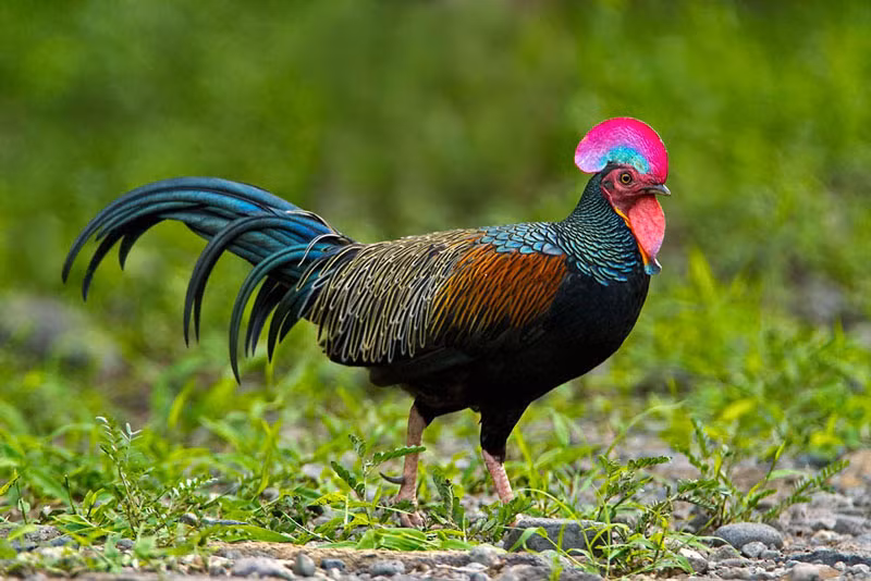 Gà rừng lông xanh chỉ phân bố ở một số đảo thuộc Indonesia như Java, Bali, Lombok, Komodo, Flores, Rinca. Ảnh: socialforestry.