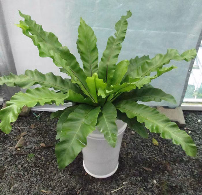  Cây tổ chim có tên khoa học là Asplenium nidus, thuộc ngành Dương Xỉ. Ngoài ra, nó còn có nhiều tên gọi khác như cây tổ điểu, cây ổ phụng, cây ráng ổ phụng, cây ráng tổ quạ. Ảnh: hongcaycanh.