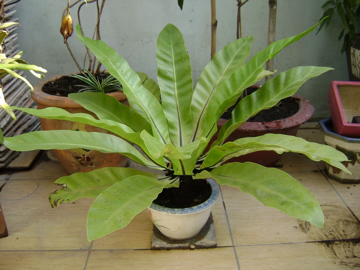 Đặc biệt, lá cây tổ chim rất giàu dinh dưỡng, có thể được sử dụng để làm món ăn Nhật Bản. Ảnh: cayxanhphongthuy.