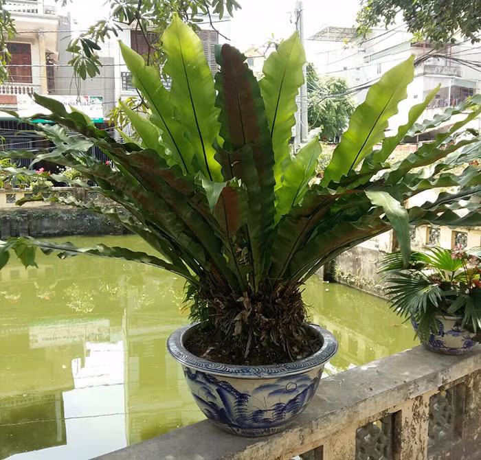Cây tổ chim có thân rễ ngắn, lá màu lục nhạt, thuôn hình giáo, xếp dạng hoa thị. Cây sống khỏe và rất dễ trồng. Ảnh: caycanh4mua.