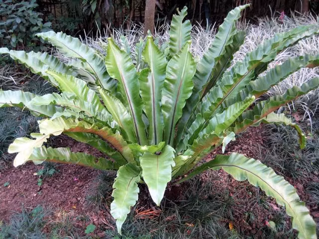 Những chiếc lá của cây tổ chim xòe rộng xung quanh nhìn giống như tổ chim. Đây cũng là nguồn gốc tên gọi của loài cây này. Ảnh: hoadepviet.
