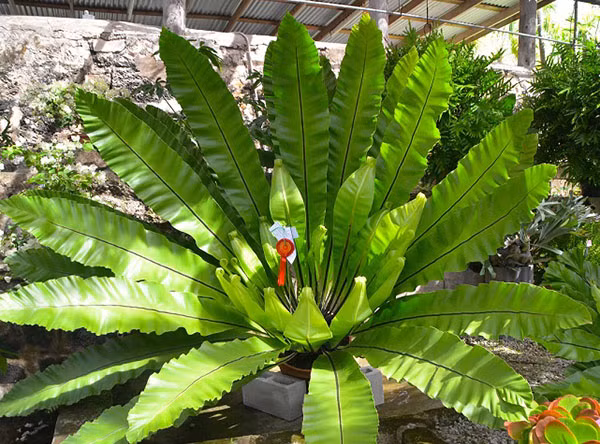 Ở Việt Nam, cây tổ chim sống phụ trên vỏ các cây gỗ lớn trong rừng ẩm. Ngoài ra, nó còn được trồng xen kẽ dưới các gốc cây lớn, trong các chậu, treo cao trên giàn làm cây trang trí. Ảnh: cayvahoa.