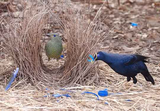 Những chú chim bowerbird đực có niềm đam mê đặc biệt với việc trang trí cho chiếc tổ của mình bằng hoa, lông, những viên đá, các mảnh nhựa hay viên thủy tinh nhiều màu sắc. Ảnh khoahoc.