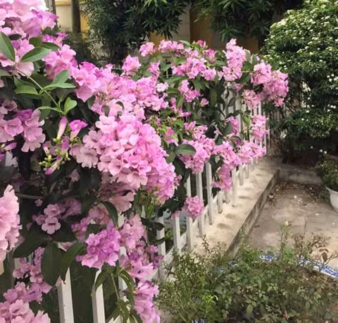 Hoa lan tỏi thích hợp với nơi có ánh nắng và điều kiện thoát nước tốt. Cây cũng có thể trồng trên nhiều loại đất khác nhau. Ảnh: cayvahoa.