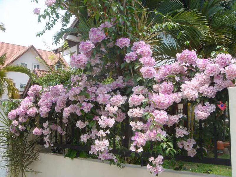 Hoa lan tỏi nở rộ từ tháng 9 - 10, hoa nở dày thành từng chùm sai có thể phủ kín cả hàng rào. Ảnh: khoahocphattrien.
