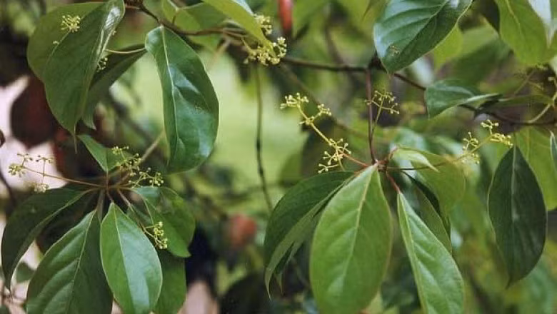  Cây vù hương có tên khoa học là Cinnamomum balansae Lecomte. Đây là cây gỗ to cao tới 50m, đường kính thân từ 0,7m - 1,2m; lá hình trứng; quả hình cầu; hoa màu trắng vàng. Ảnh: ydhvn.
