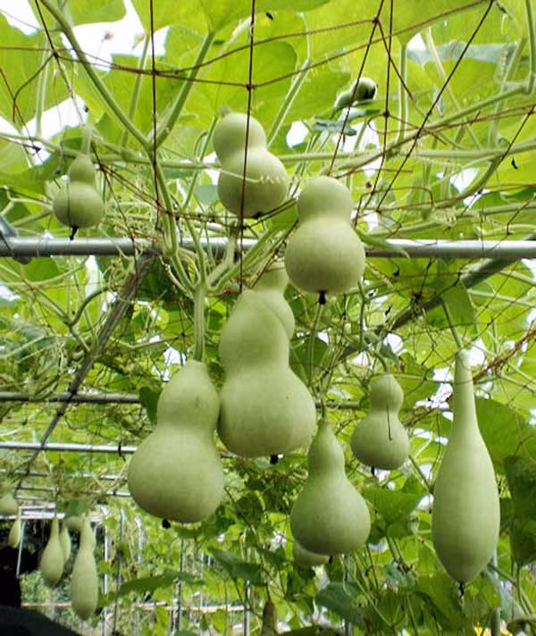 Quả bầu hồ lô khi già thường dùng làm vật trang trí. Ảnh: saigonhoa.