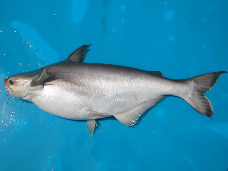  Cá dứa có tên khoa học là Pangasius kunyit Đây là một trong những loại cá da trơn được nuôi chủ lực ở vùng Đồng bằng sông Cửu Long. Ảnh: dacsan4u.