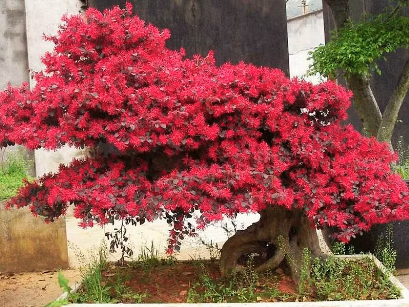 Cây hồng phụng có đặc điểm cành nhánh dẻo dai và sống thọ, nên cũng được trồng làm Bonsai. Ảnh: staticflickr.
