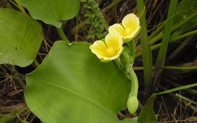 Riêng tại Việt Nam, cây cù nèo mọc nhiều nhất ở đồng bằng sông Cửu Long. Ảnh: cooky.